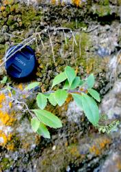 Veronica senex. Habit. Anatori River, Nelson.
 Image: J.M. Prebble © J.M. Prebble CC-BY-NC 3.0 NZ